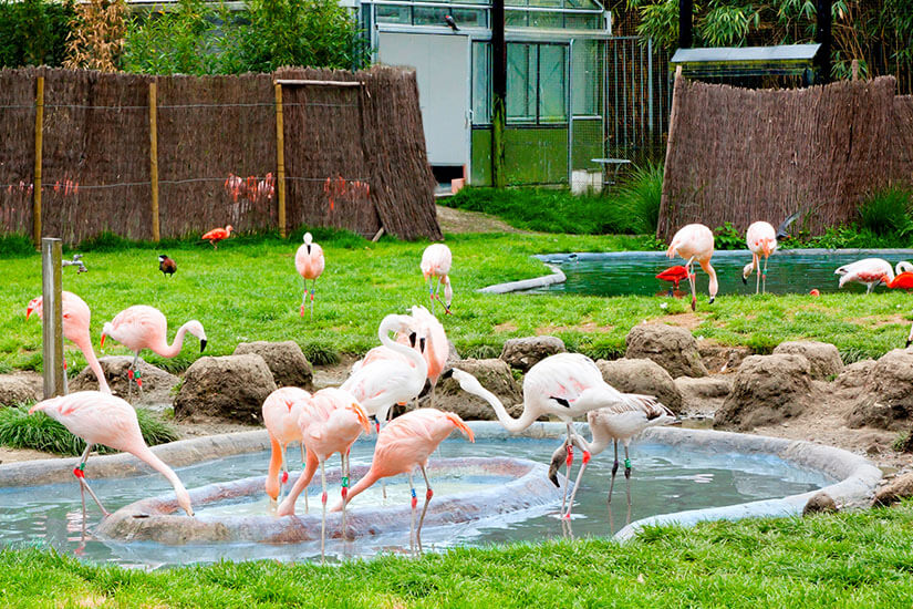 Mechelen Zoo