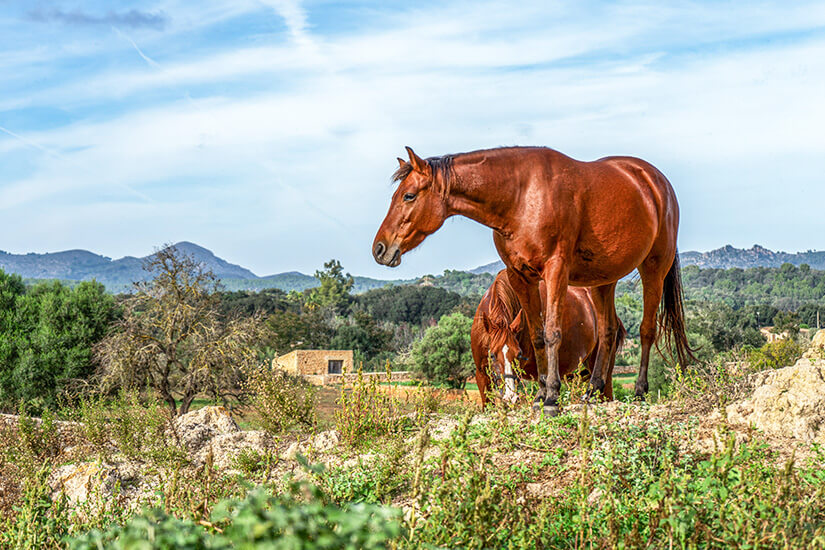 Capdepera Spanien Reiten