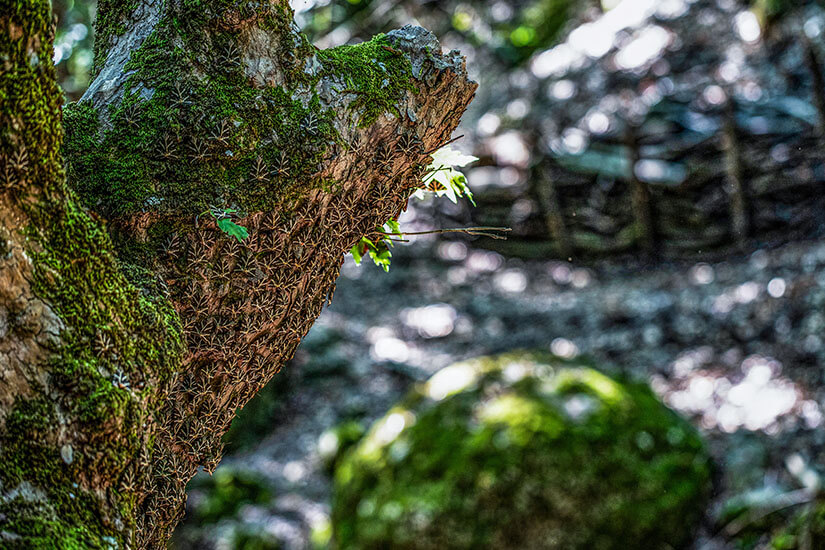 Tal der Schmetterlinge Rhodos