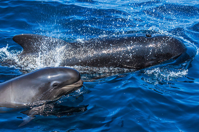 Santa Cruz de la Palma Spanien Pilotwal