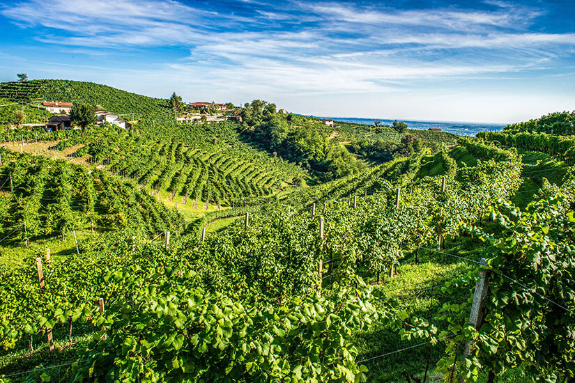 Italien Weinberge