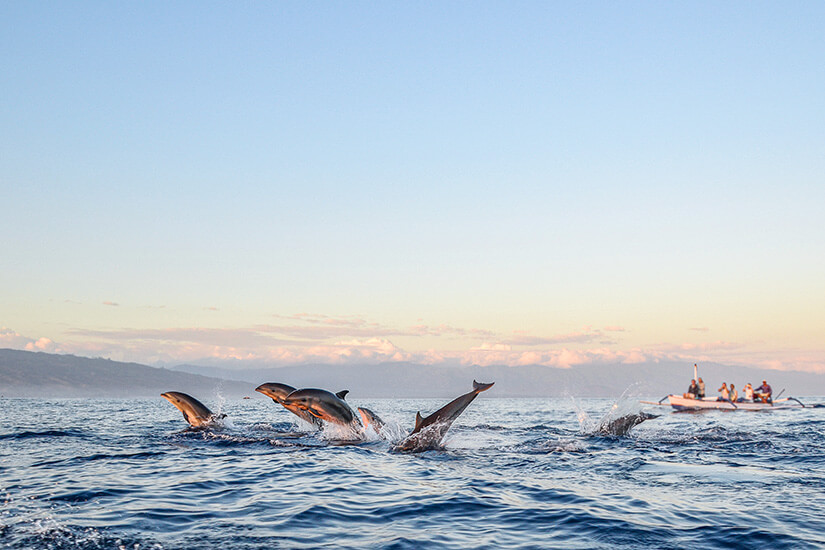 Lovina Beach Delfine