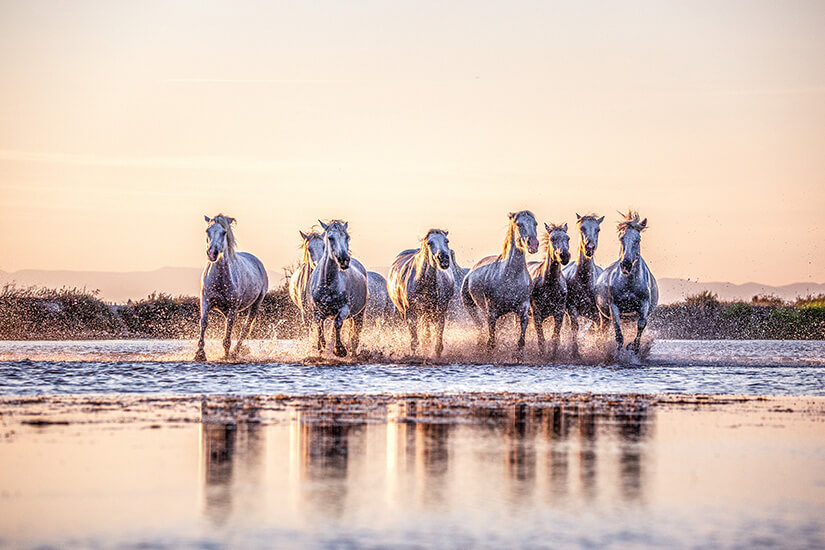 Aigues-Mortes Frankreich Ausritt