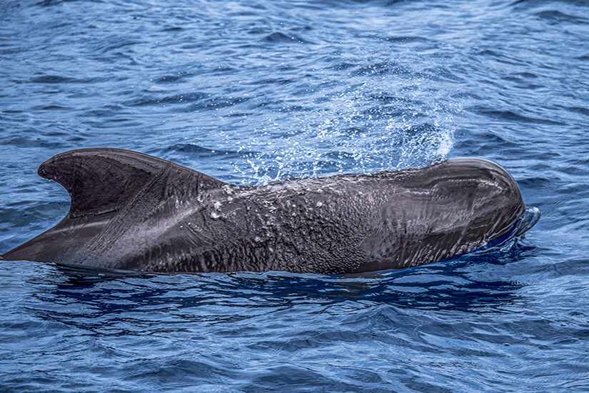 Mogan Gran Canaria Grindwal