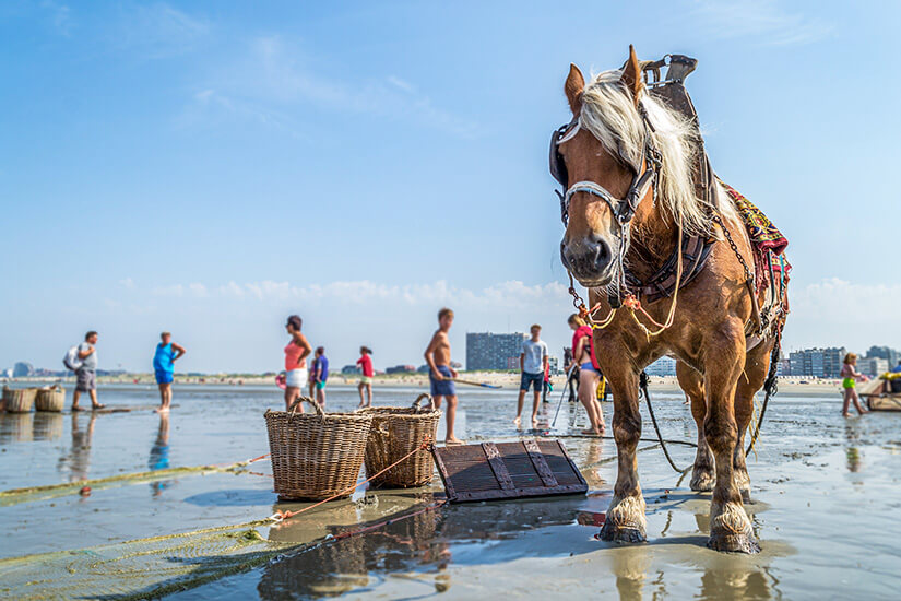 Belgien Straende Oostduinkerke