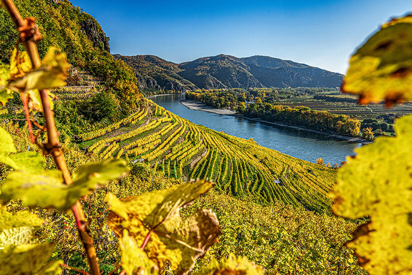 Wachau Weinberge