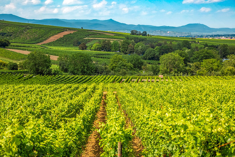 Obernai Frankreich Wein