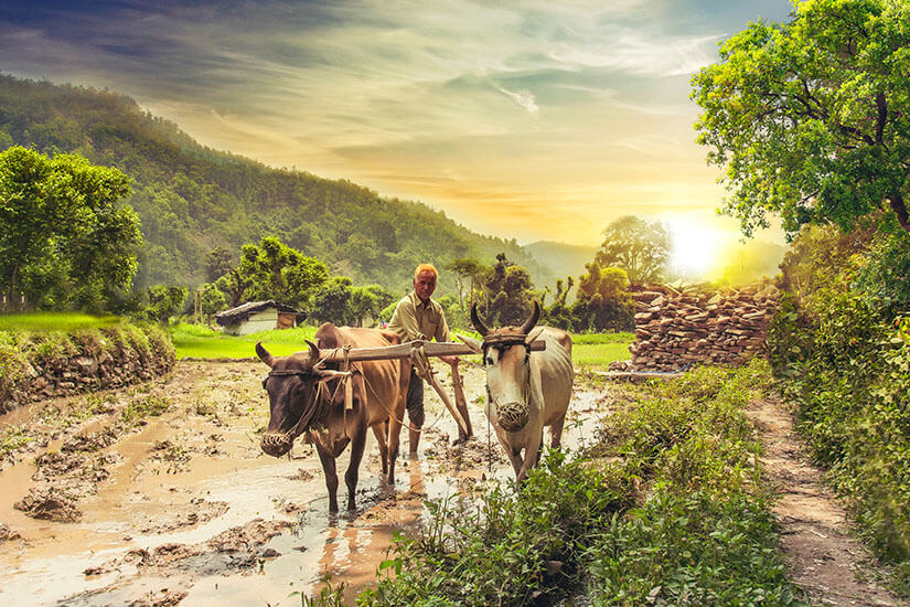 Packliste Indien Reisfelder