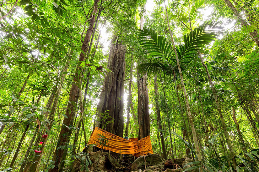 Koh Kood Thailand Baum