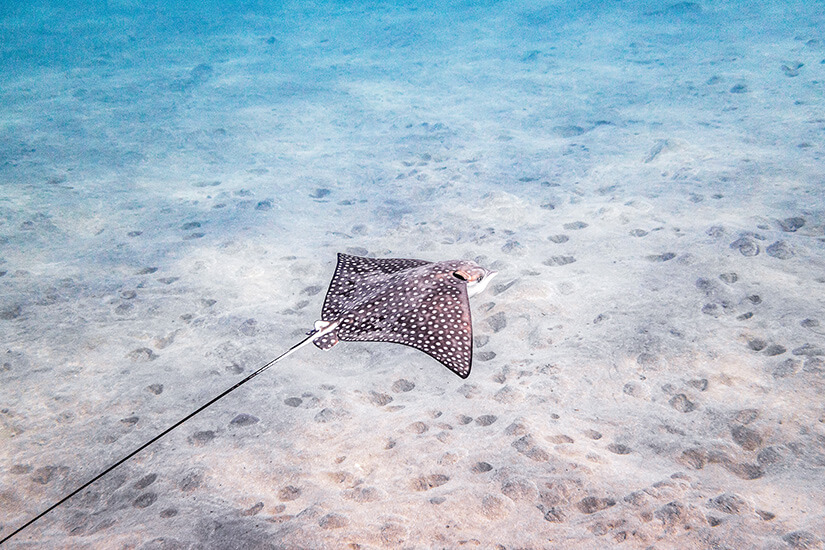 Schnorcheln Teneriffa