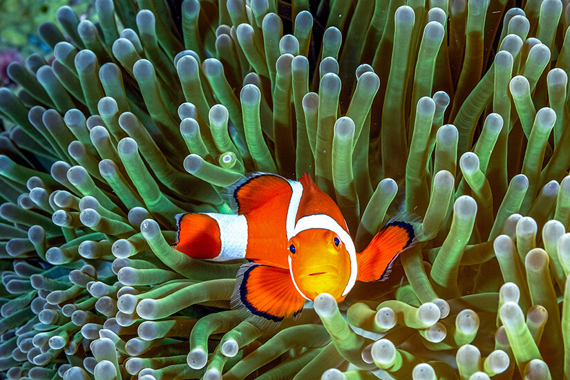 Schnorcheln Thailand