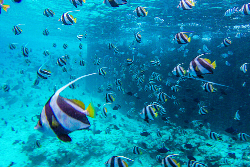 Schnorcheln Malediven