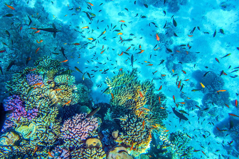 Schnorcheln Aegypten