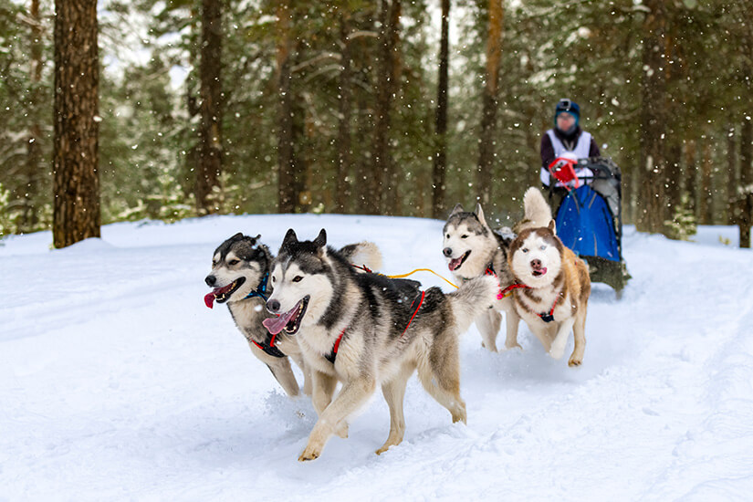 Alta Norwegen Hundeschlitten