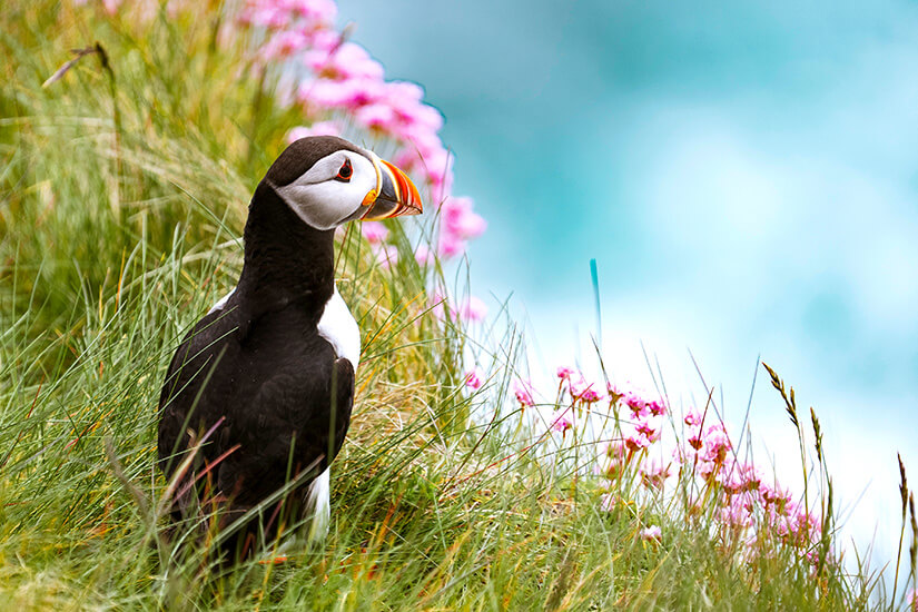 Schottland Treshnish Isles