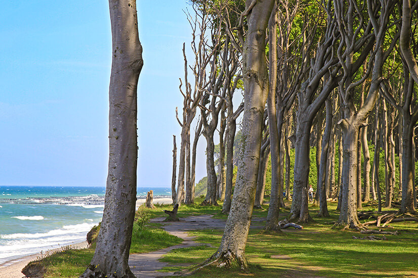 Prerow Ostsee Wald