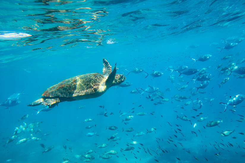 Kreta Tauchen Unterwasserwelt