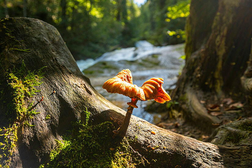Schluchten Klammen Bayern Eistobel