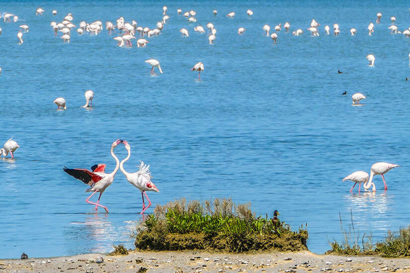 Comacchio Italien Flamingos