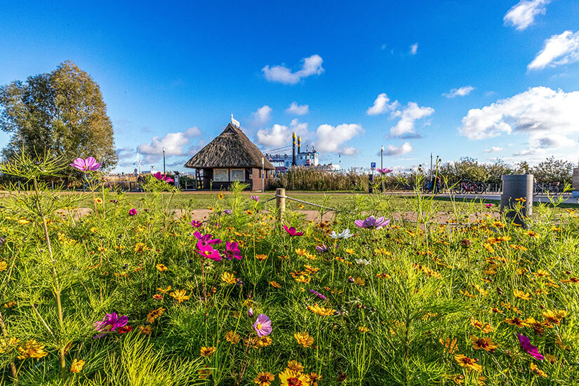 Zingst Deutschland Fruehling