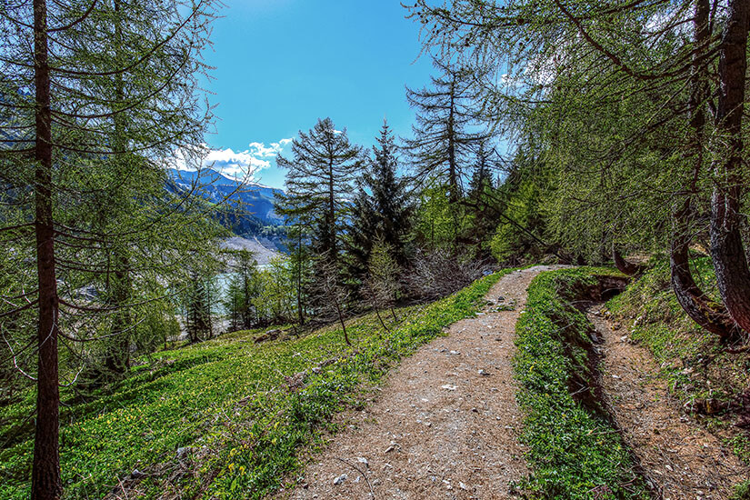 Ein Wanderweg in den Wäldern des Kanton Wallis. Viel Grün umgibt den Pfad, durch die Bäume sind im Hintergrund ein See und Berge zu erkennen. Sion Schweiz Wetter