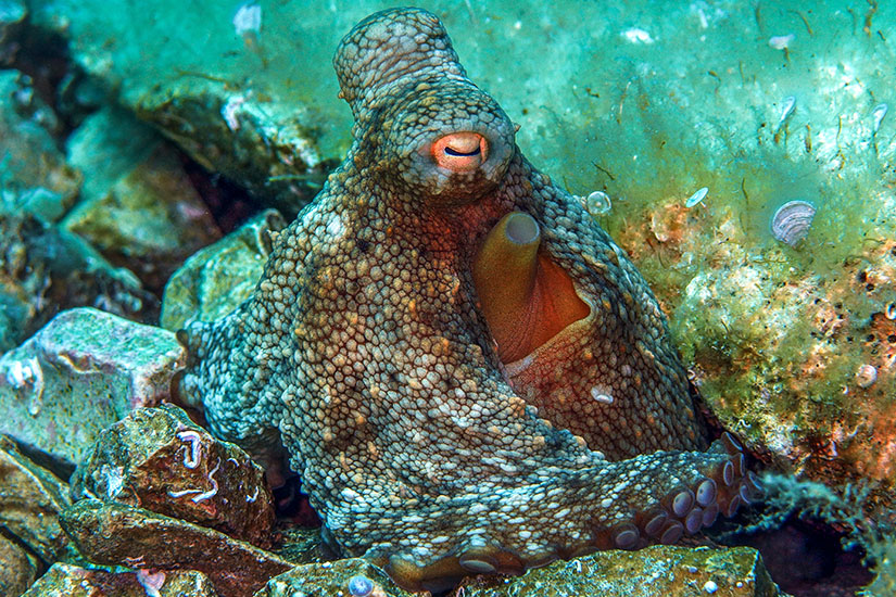 Murter Kroatien Tauchen