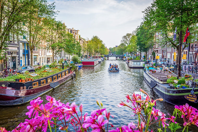 Gracht in Amsterdam mit Booten, grünen Bäumen an den Seiten und pinken Blumen im Vordergrund. Niederlande Amsterdam