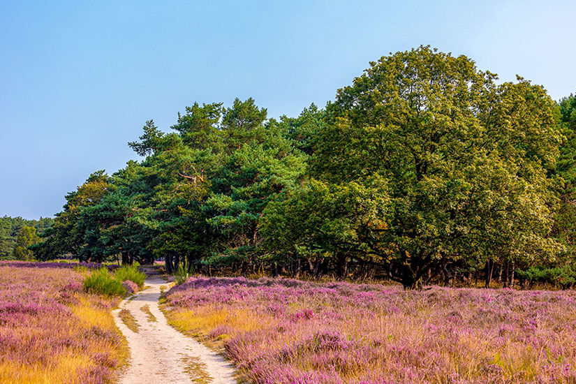 Blühende Heidelandschaft mit grünen Bäumen im Hintergrund. Hilversum Heide