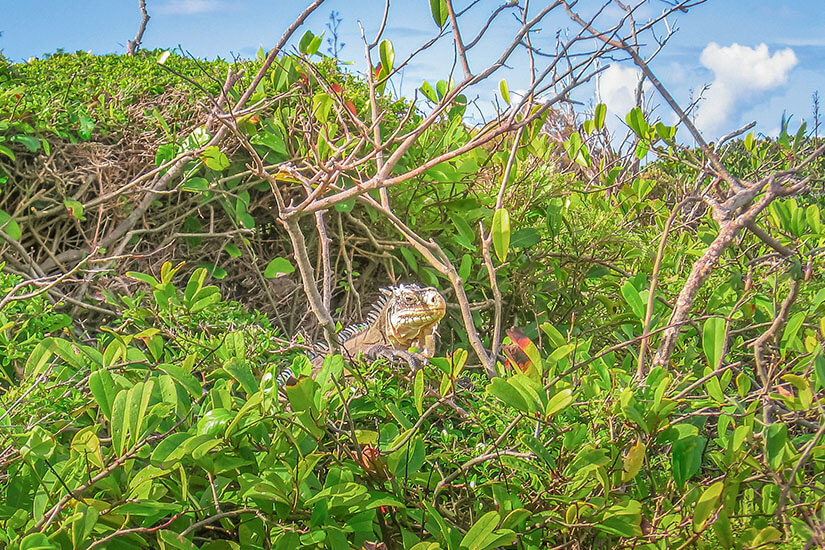 Franzoesische Inseln Desirade