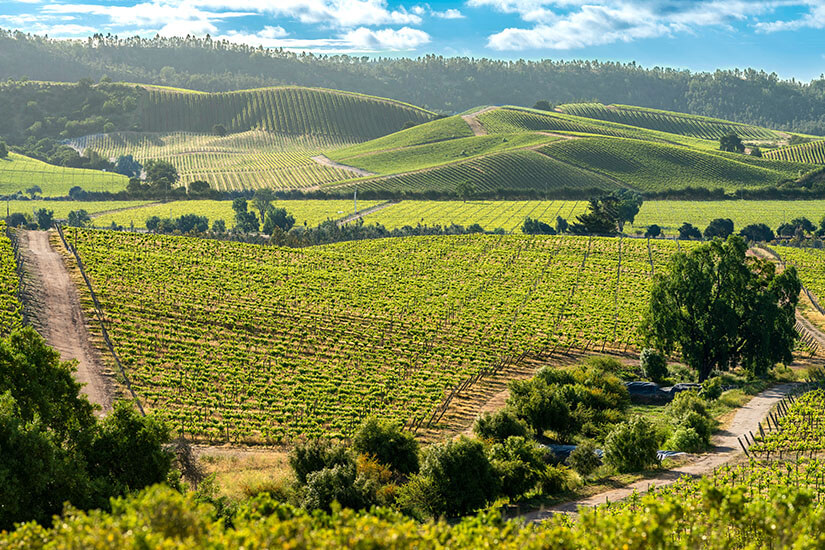 Chile Casablanca Tal