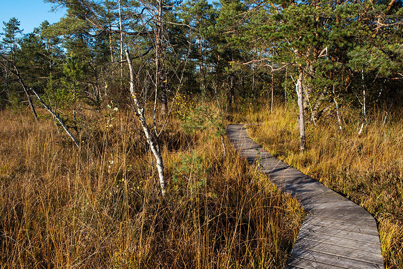 Holzsteg durch eine Moorlandschaft unter blauem Himmel. Oesterreich Ibmer Moor