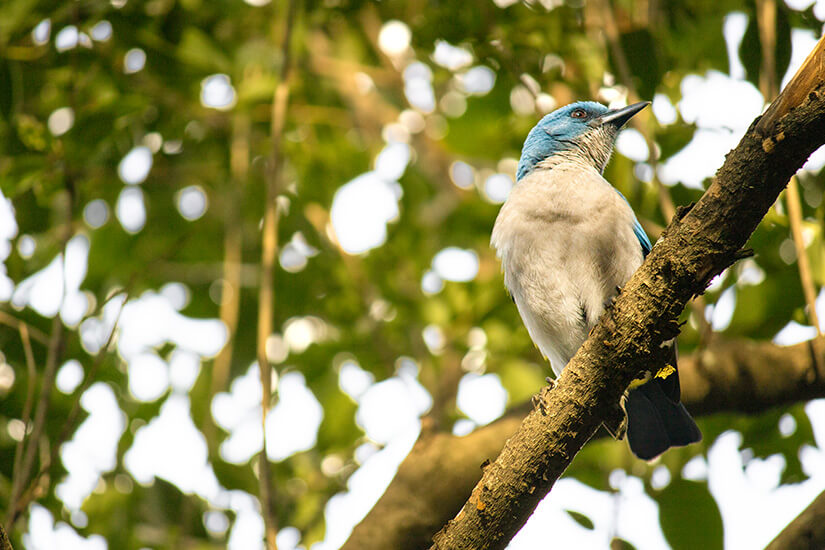 Ein blau-weißer Vogel sitzt auf einem Ast im Parque Ecológico Chipinque. Monterrey Mexiko Park