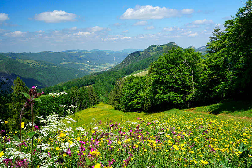 Eine bunte Blumenwiese erblüht in den Jurahöhen. Im Hintergrund liegen grüne Hügel und Bäume. Olten Schweiz Wandern