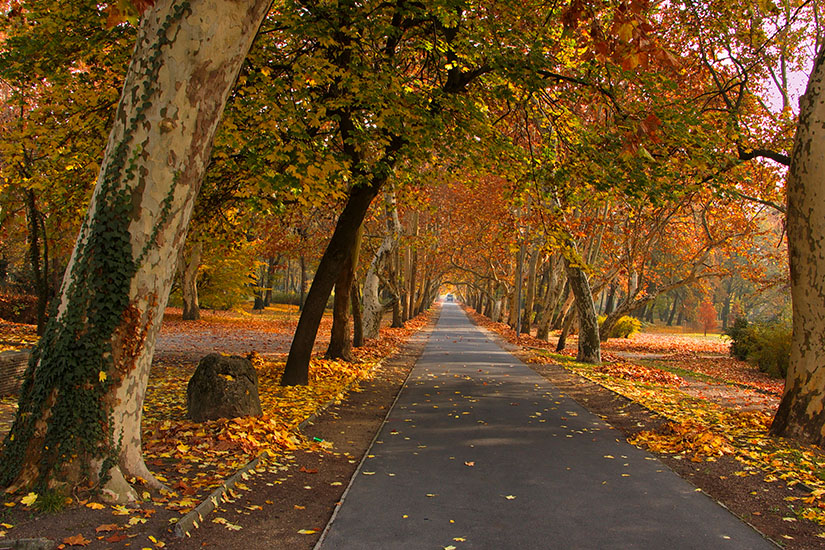 Weg in einem Park, der von bunt verfärbten Bäumen gesäumt ist. Keszthely Helikon Park