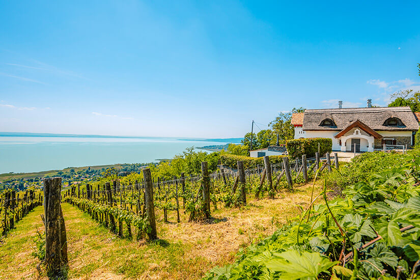 Weinberg mit Reben, im Hintergrund ist der See zu sehen. Badacsony Weinberg