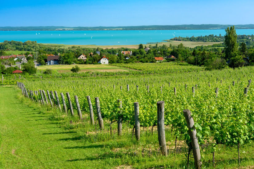 Balatonfuered Weinberg