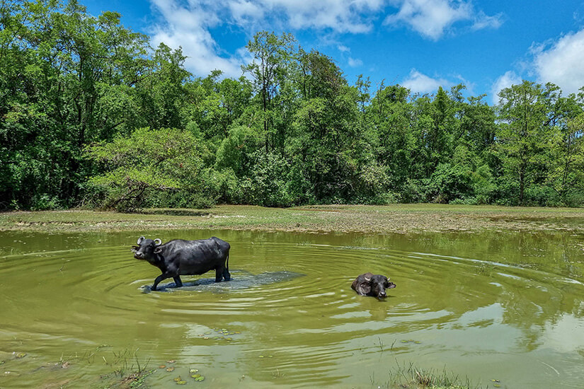 Zwei Wasserbüffel mitten in einem Gewässer, dahinter ist grüne Vegetation zu sehen. Ilha de Marajo Bueffel