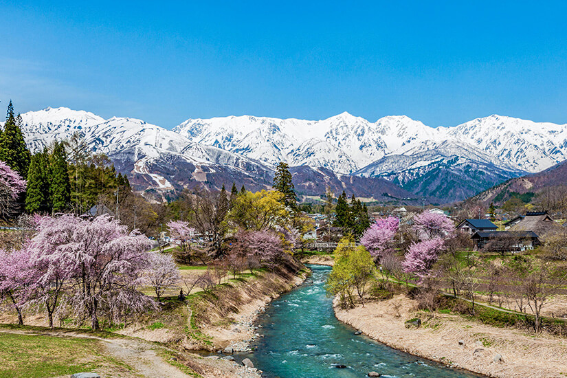 Nagano Kirschbluete