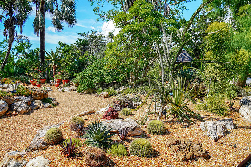 Kakteen und andere grüne Pflanzen wachsen im Botanical Garden in Sarasota. Sarasota USA Garten