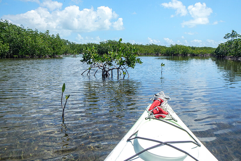 Die Spitze eines Kajaks gleitet durch die Gewässer eines Mangrovenwaldes. Sarasota USA Kajak