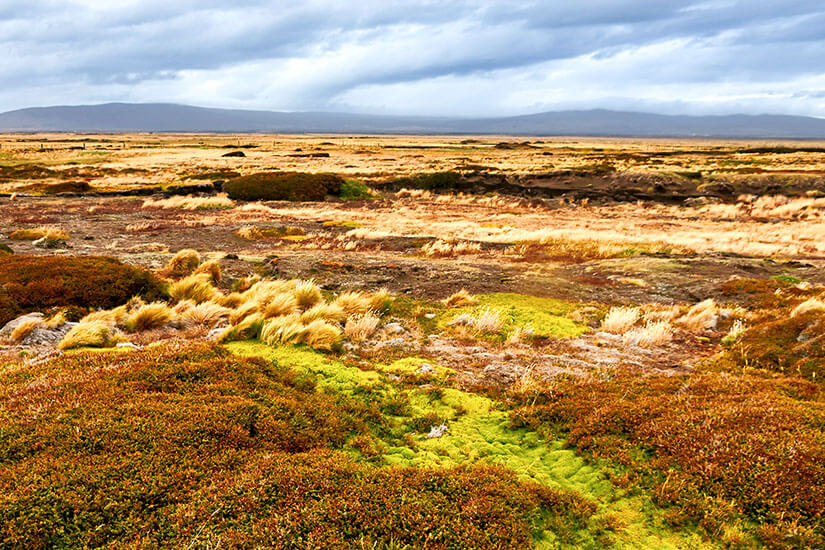 Eine weitläufige patagonische Landschaft mit rotbraunen, goldenen und moosgrünen Pflanzen breitet sich unter einem wolkenverhangenen Himmel aus. Der kräftige Wind hat das Gras in geschwungene Formen gelegt und verleiht der Szene eine dynamische Stimmung. In der Ferne zeichnen sich sanfte Hügel und eine neblige Gebirgskette ab. Patagonien Herbst