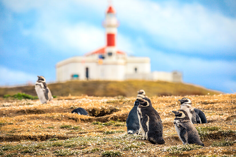 Mehrere Magellanpinguine stehen und ruhen auf einer trockenen, grasigen Fläche, während im Hintergrund ein rot-weißer Leuchtturm unscharf erkennbar ist. Der Himmel darüber ist hell und leicht bewölkt, was der Szene eine friedliche Stimmung verleiht. Punta Arenas Pinguine
