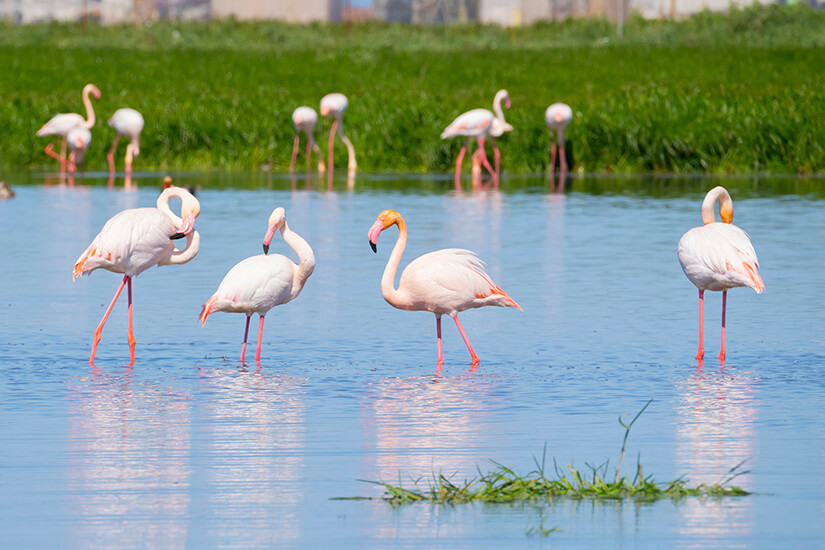 Oristano Flamingos
