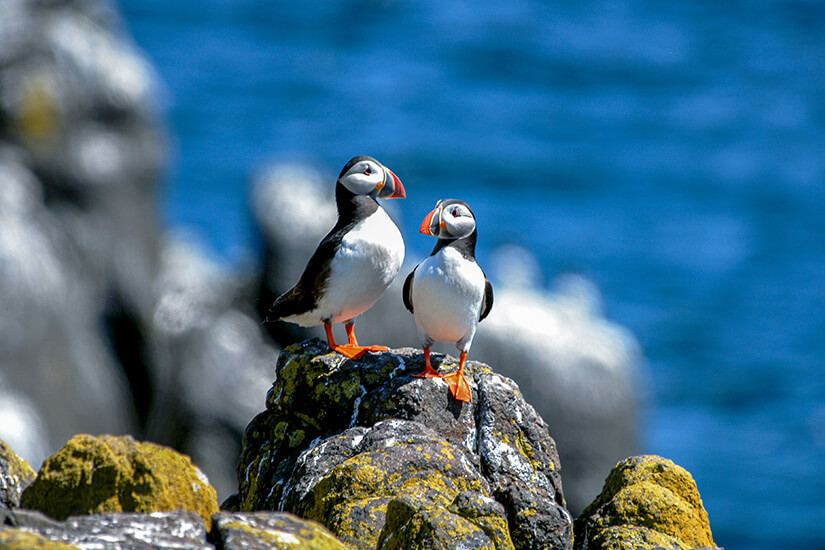 Isle of May Schottland