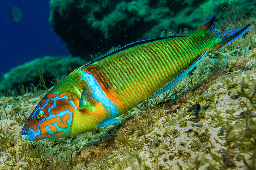 Patmos Griechenland Schnorcheln