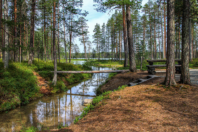 Durch einen lichten Kiefernwald mit weichem Nadelboden fließt ein kleiner Bach, überquert von einem schmalen Holzsteg. Kuusamo Hossa Nationalpark
