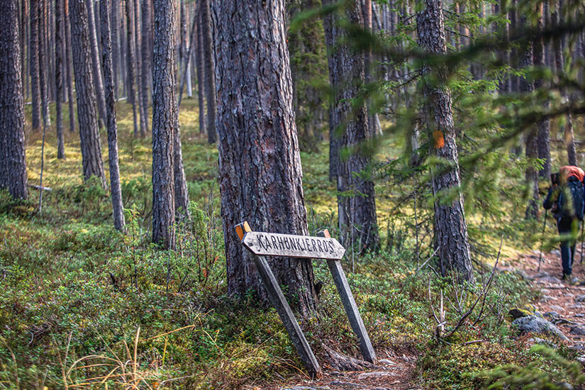 Hohe Kiefernstämme ragen in einem Nadelwald empor, während am Boden Moos und niedriges Unterholz wachsen. Im Hintergrund ist verschwommen eine Person mit orangefarbenem Rucksack zu erkennen. Kuusamo Karhunkierros Trail