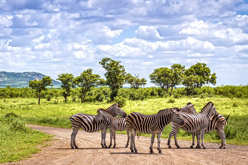 Mehrere Zebras stehen in einer kleinen Gruppe auf einem Weg in einer grünen Savannenlandschaft. Im Hintergrund wachsen vereinzelt Bäume, dahinter sind flache Hügel zu erkennen. Über allem liegt ein Himmel mit vielen hellen Wolken. Suedafrika Kruger Nationalpark
