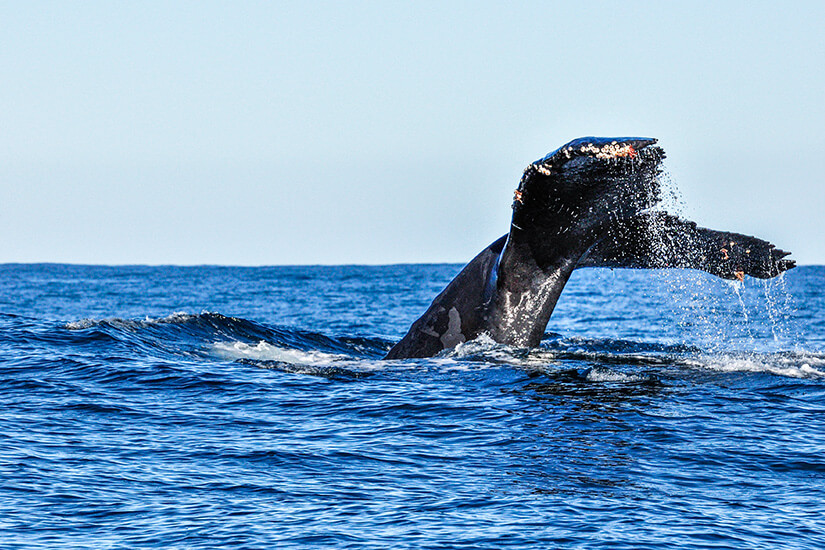 Plettenberg Bay Whale Watching