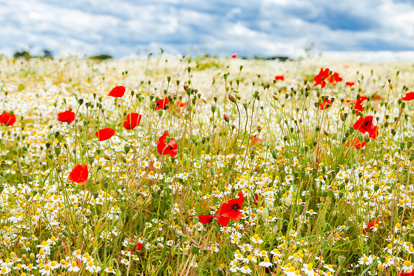 Nordfrankreich Mohnfelder